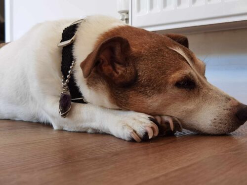 Pet pendant/ personal keyring - German silver wire wrapped reiki charged crystals