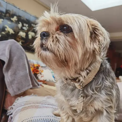 Pet pendant/ personal keyring - German silver wire wrapped reiki charged crystals