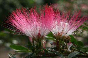 a close up of bobinsana